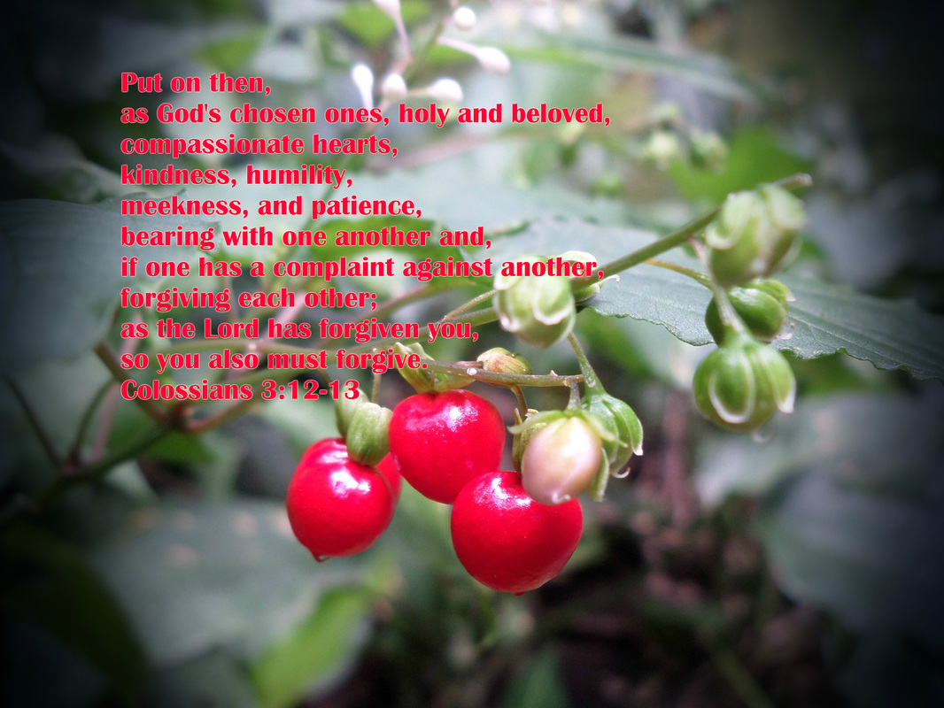 Put on then, as God's chosen ones, holy and beloved, compassionate hearts, kindness, humility, meekness, and patience,  bearing with one another and, if one has a complaint against another, forgiving each other; as the Lord has forgiven you, so you also must forgive. Colossians 3:12-13 on photo of Red Berries by Donna Campbell