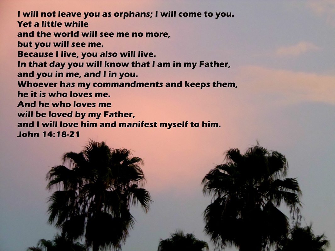 “I will not leave you as orphans; I will come to you. Yet a little while and the world will see me no more, but you will see me. Because I live, you also will live.  In that day you will know that I am in my Father, and you in me, and I in you.  Whoever has my commandments and keeps them, he it is who loves me. And he who loves me will be loved by my Father, and I will love him and manifest myself to him.” John 14:18-21 on Photo of Palm Trees at Sunset by Donna Campbell