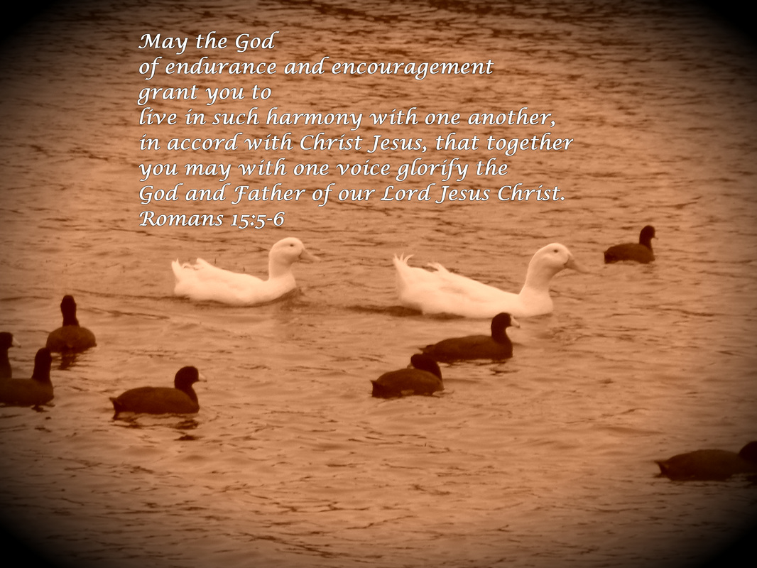 Romans 15:5-6 on Photo of Ducks and Coots by Donna Campbell