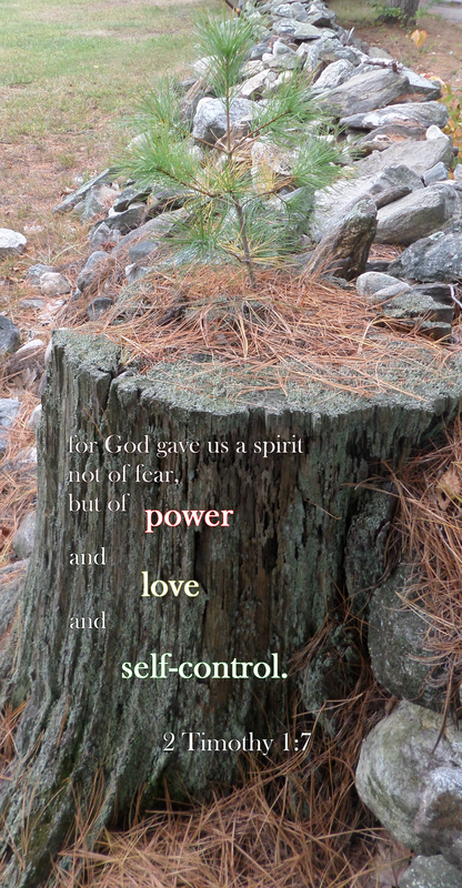  for God gave us a spirit not of fear but of power and love and self-control. 2 Timothy 1:7 on photo of Sapling out of Trunk by Donna Campbell