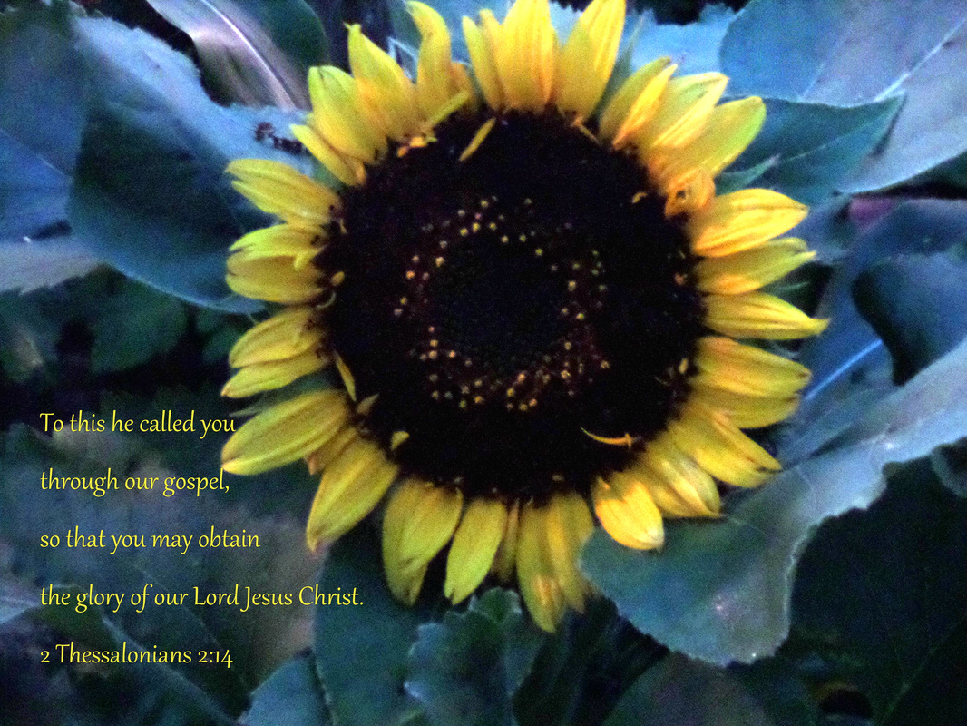 To this he called you through our gospel, so that you may obtain the glory of our Lord Jesus Christ. 2 Thessalonians 2:14 On photo of Sunflower by Donna Campbell