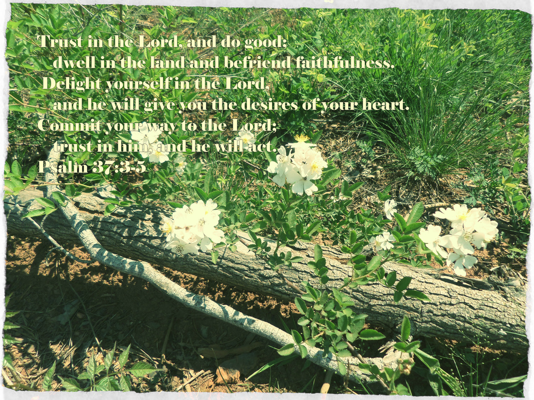 Trust in the Lord, and do good;     dwell in the land and befriend faithfulness.  Delight yourself in the Lord,     and he will give you the desires of your heart. Commit your way to the Lord;     trust in him, and he will act. Psalm 37:3-5 On photo of White Flowers on Log by Donna Campbell