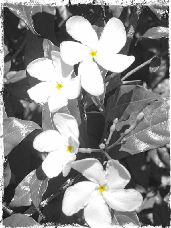 This photo of Grey Scale White Flowers with Yellow Splash is by Lani Campbell