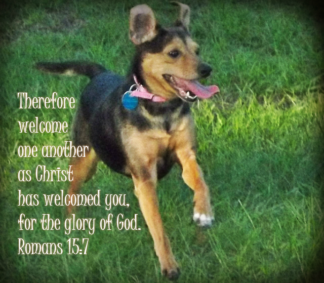 Therefore welcome one another as Christ has welcomed you, for the glory of God. Romans 15:7 on Photo of Sookie by Lani Campbell