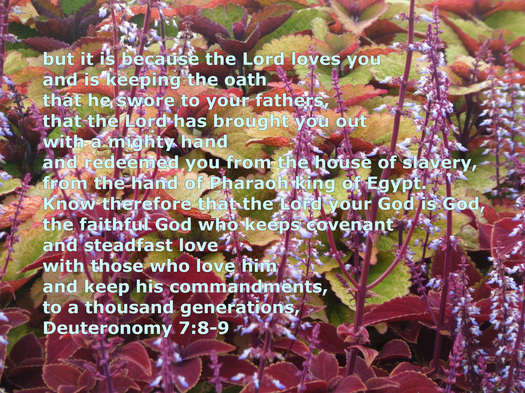 Deuteronomy 7:8-9 on photo of plants by Donna Campbell