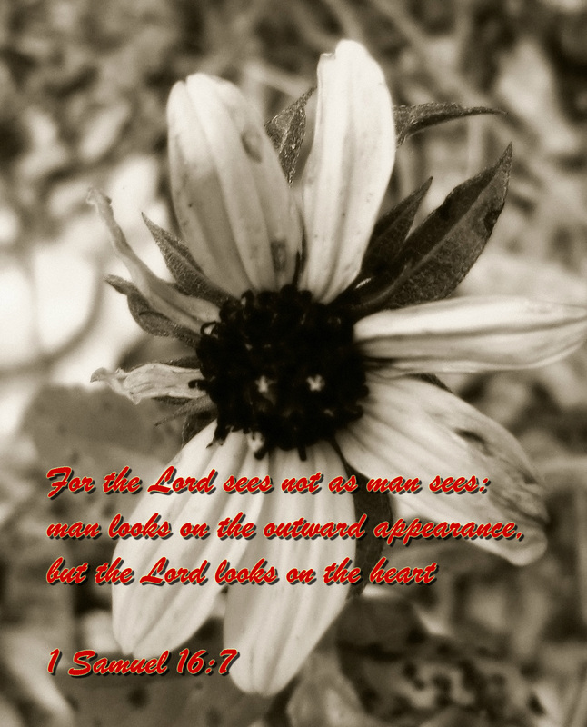 For the Lord sees not as man sees: man looks on the outward appearance, but the Lord looks on the heart 1 Samuel 16:7 on photo of Tenacious Bush Sunflower in Black and White
