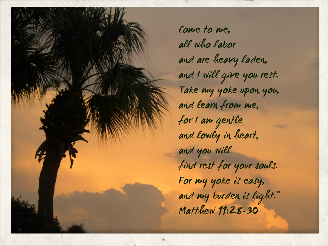 Matthew 11:28-30 on Photo of Palm Tree at Sunset by Donna Campbell