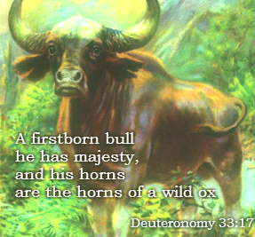 A firstborn bull--he has majesty,     and his horns are the horns of a wild ox; with them he shall gore the peoples,     all of them, to the ends of the earth; they are the ten thousands of Ephraim,     and they are the thousands of Manasseh. Deuteronomy 33:17