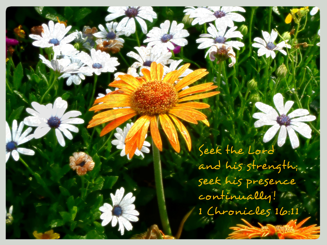 Seek the Lord and his strength;     seek his presence continually! 1 Chronicles 16:11 On Photo of Daisy in Flower Garden by Donna Campbell