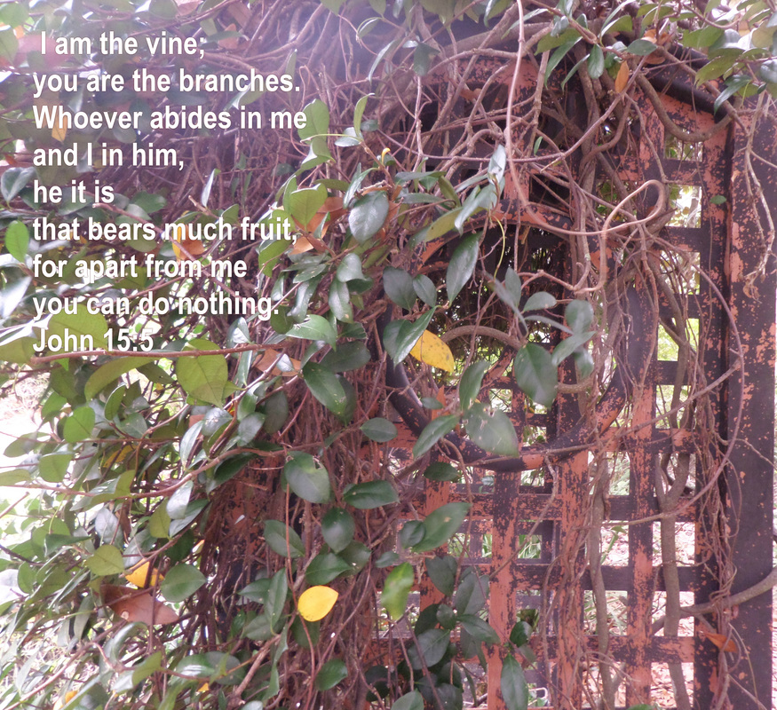  I am the vine; you are the branches. Whoever abides in me and I in him, he it is that bears much fruit, for apart from me you can do nothing. John 15:5 on photo of Vines on Trellis by Donna Campbell