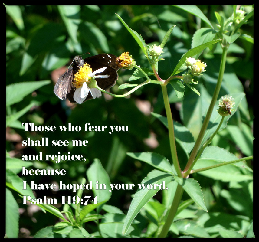 Those who fear you shall see me and rejoice, because I have hoped in your word. Psalm 119:74 on photo of Moth on Wild Flower by Donna Campbell