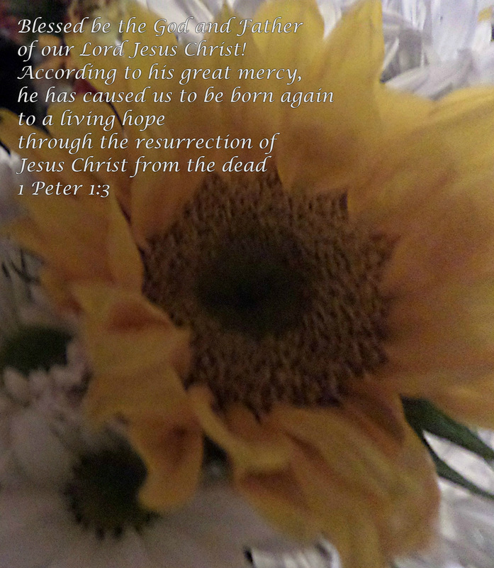 Blessed be the God and Father of our Lord Jesus Christ! According to his great mercy, he has caused us to be born again to a living hope through the resurrection of Jesus Christ from the dead 1 Peter 1:3 On photo of Sunflower by Donna Campbell