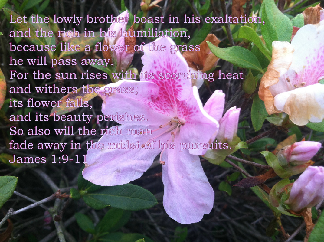 James 1:9-11  on photo of fading flower by Donna Campbell