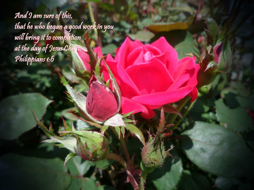 And I am sure of this, that he who began a good work in you will bring it to completion at the day of Jesus Christ. Philippians 1:6 On Photo of Aunt Sarah’s Rose Bush by Donna Campbell