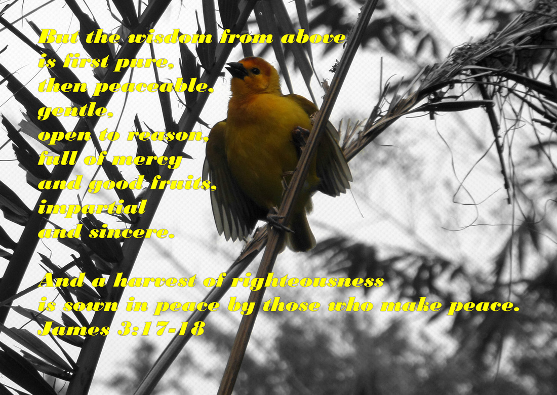 But the wisdom from above is first pure, then peaceable, gentle, open to reason, full of mercy and good fruits, impartial and sincere. And a harvest of righteousness is sown in peace by those who make peace. James 3:17-18 On photo of Singing Yellow Bird by Donna Campbell