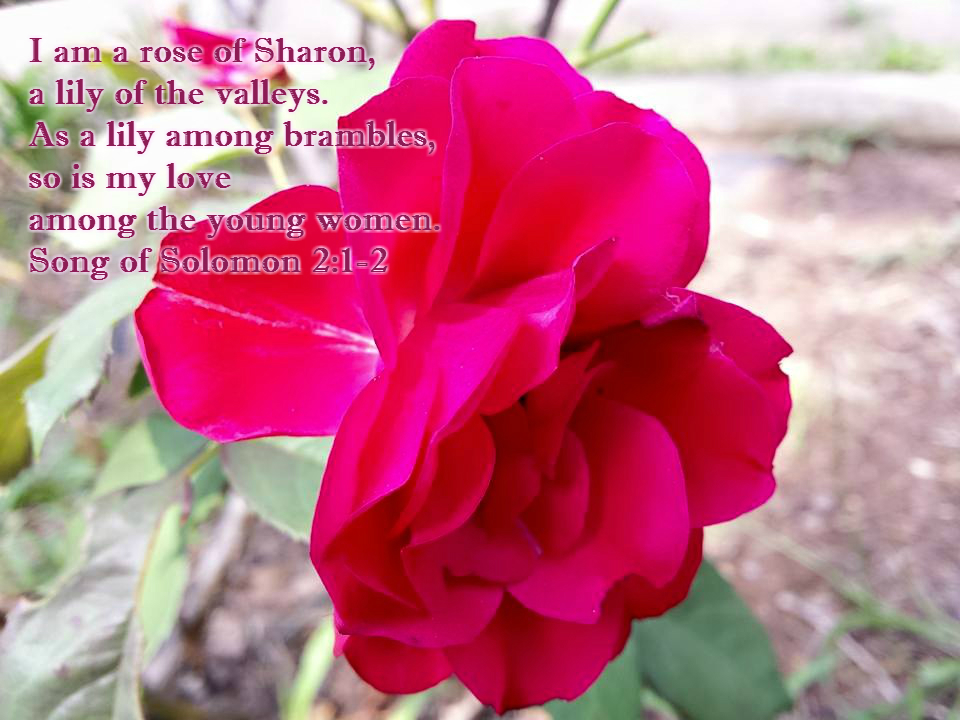 Song of Solomon 2:1-2; Photo of Rose by Debbie Sellers Wade