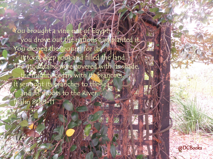 Psalm 80:8-11 on Photo of Vines on Trellis by Donna Campbell