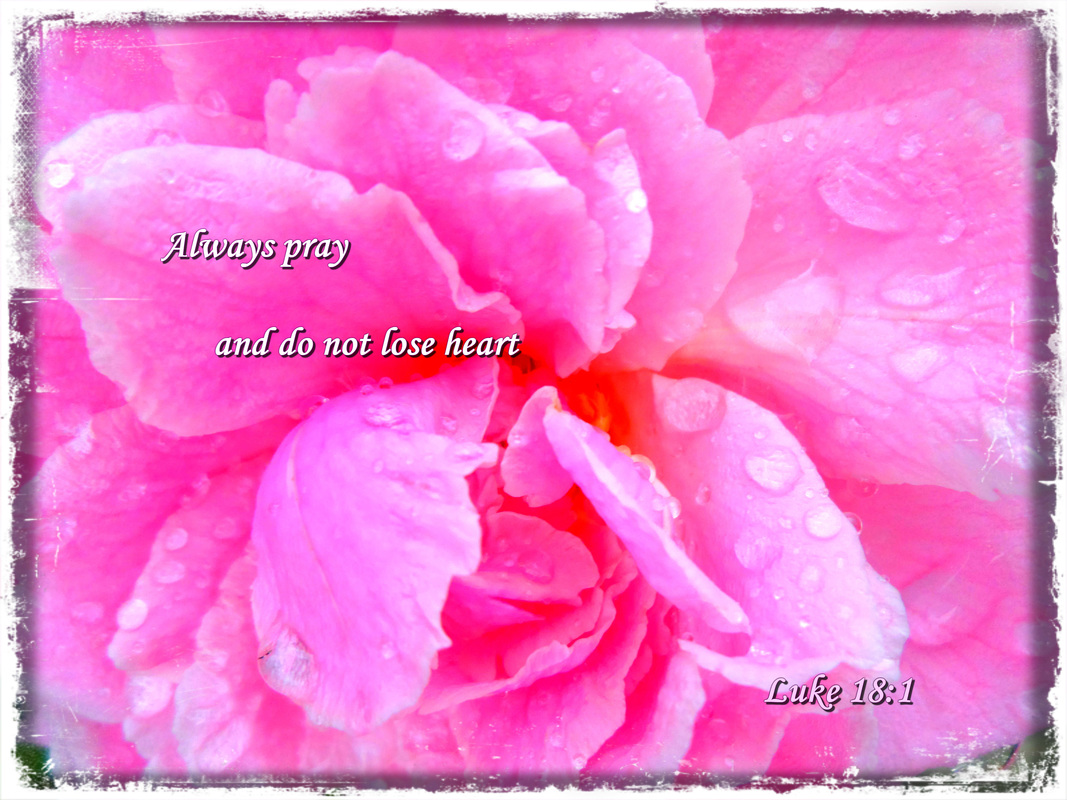 Always pray and do not lose heart Luke 18:1 on photo of Pink Rose after a Storm