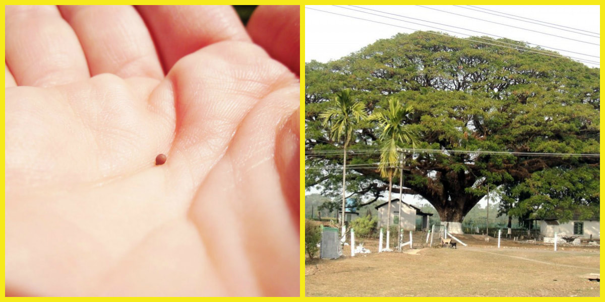 A mustard seed in the palm of a hand next to a mustard tree. The tiny mustard seed grows into a huge, productive and shade giving tree.